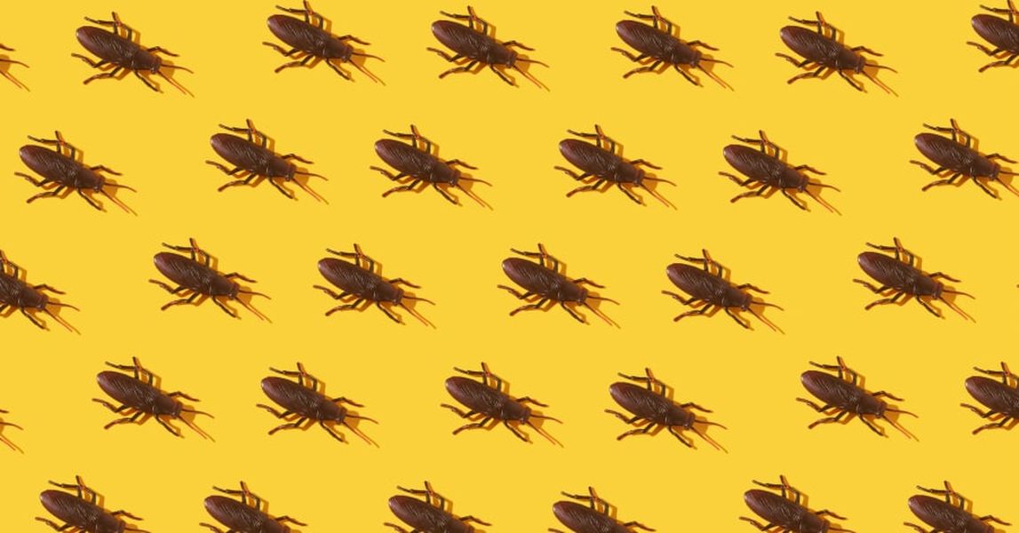 8 consigli per sbarazzarsi degli scarafaggi in modo naturale.